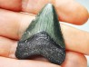 shark teeth: Carcharodon megalodon - Miocene (USA)