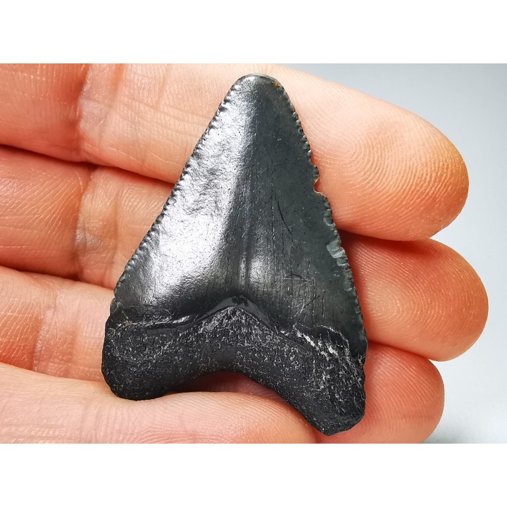 Dent de requin: Carcharodon megalodon, Miocène (USA)