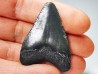 Dent de requin: Carcharodon megalodon, Miocène (USA)