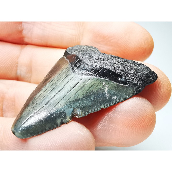 Dent de requin: Carcharodon megalodon, Miocène (USA)