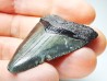 Dent de requin: Carcharodon megalodon, Miocène (USA)