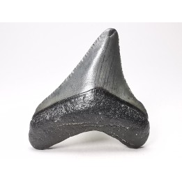 Dent de requin: Carcharodon megalodon, Miocène (USA)