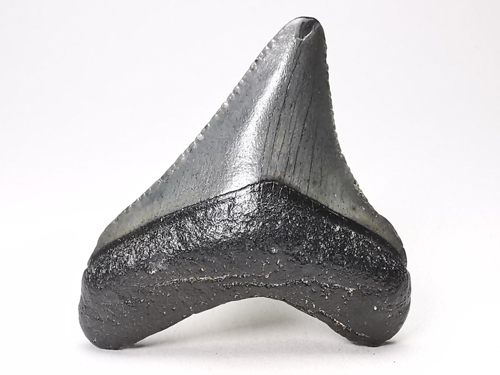 shark teeth: Carcharodon megalodon - Miocene (USA)