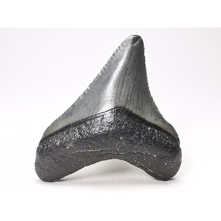 shark teeth: Carcharodon megalodon - Miocene (USA)