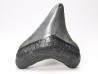 shark teeth: Carcharodon megalodon - Miocene (USA)
