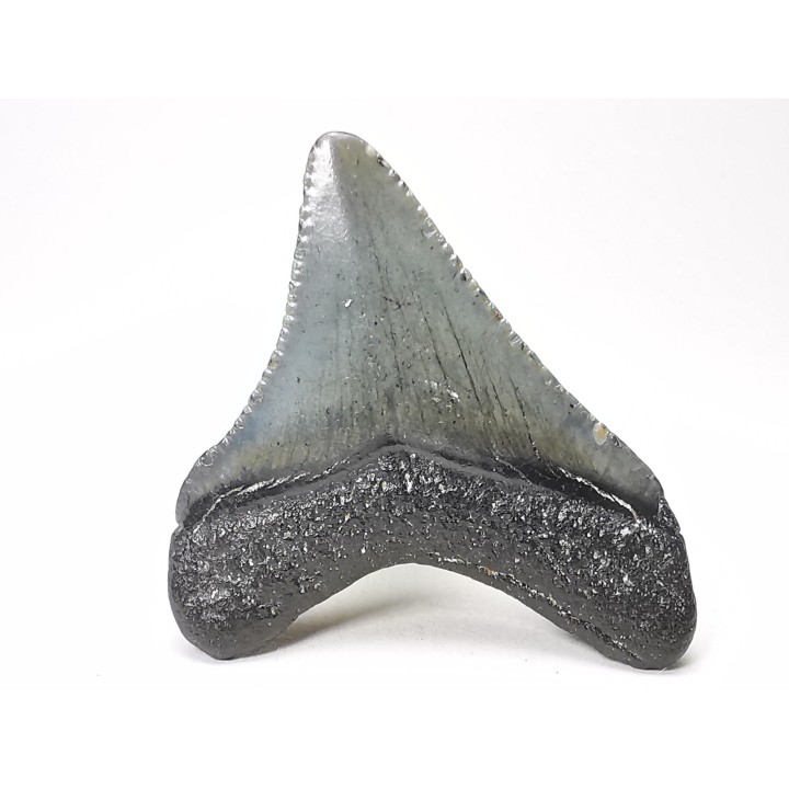 shark teeth: Carcharodon megalodon - Miocene (USA)