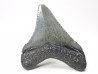 Dent de requin: Carcharodon megalodon, Miocène (USA)