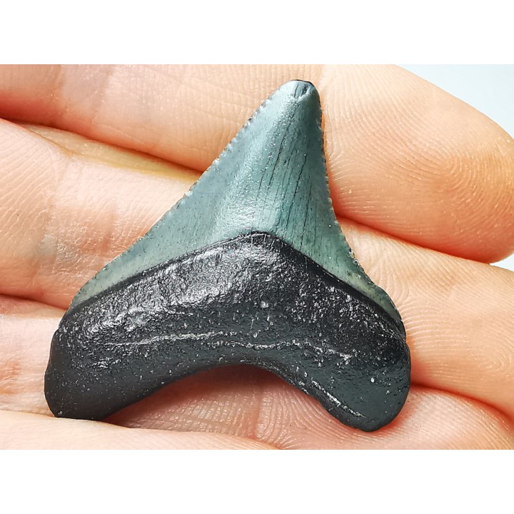 Dent de requin: Carcharodon megalodon, Miocène (USA)