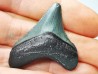 shark teeth: Carcharodon megalodon - Miocene (USA)