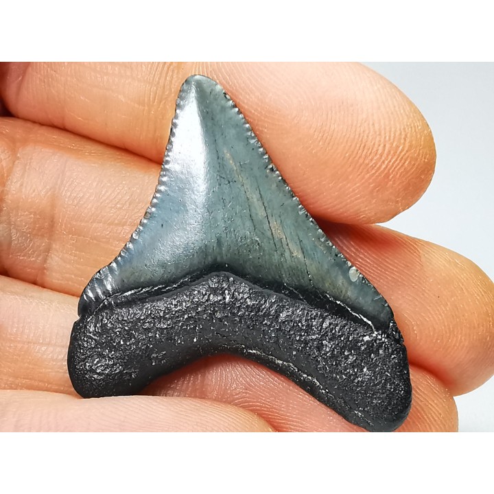 shark teeth: Carcharodon megalodon - Miocene (USA)