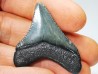 shark teeth: Carcharodon megalodon - Miocene (USA)
