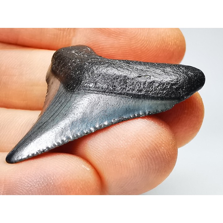 shark teeth: Carcharodon megalodon - Miocene (USA)