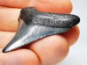 shark teeth: Carcharodon megalodon - Miocene (USA)