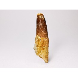 dinosaur TOOTH - SPINOSAURUS AEGYPTIACUS