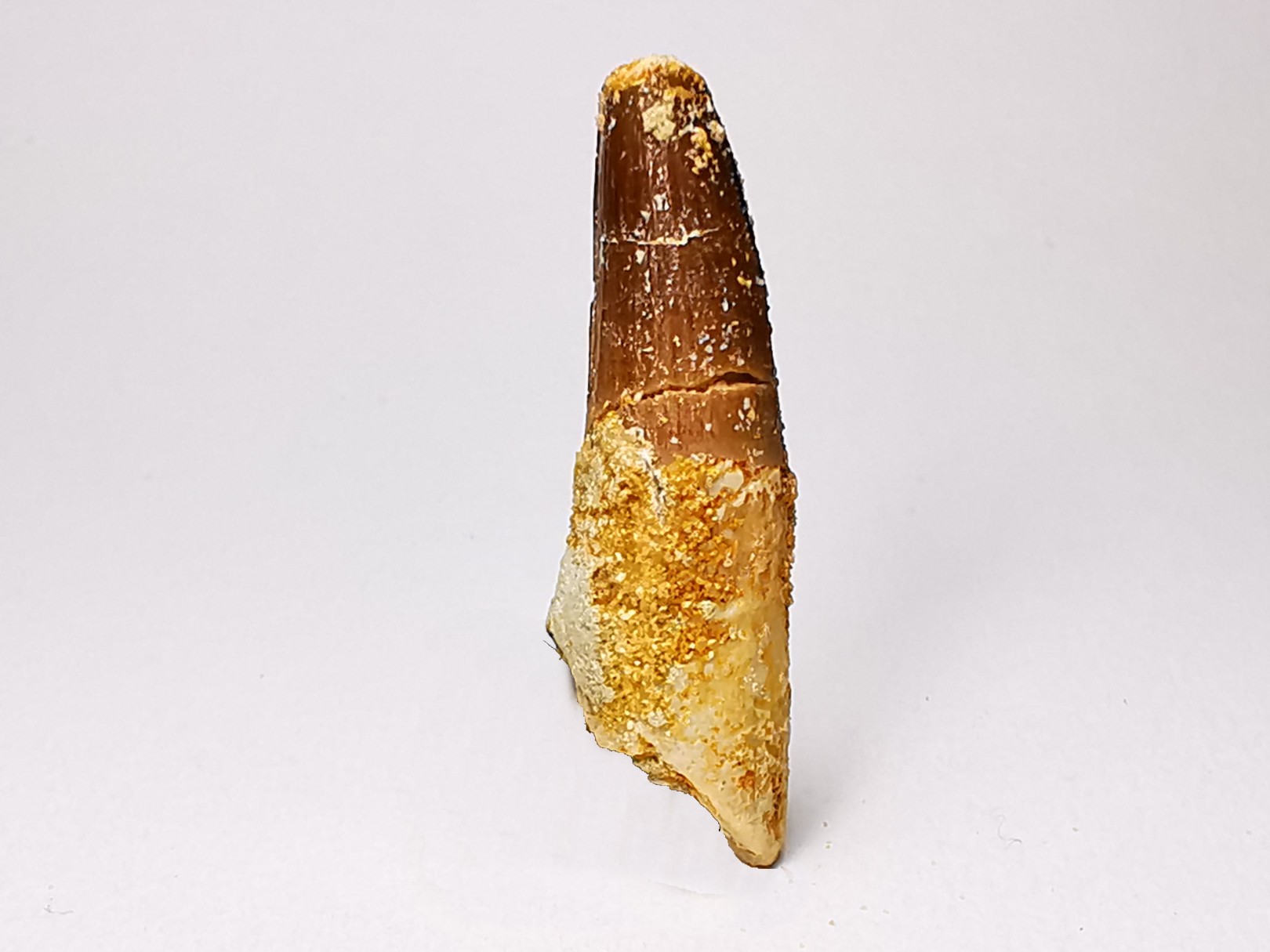 dinosaur TOOTH - SPINOSAURUS AEGYPTIACUS