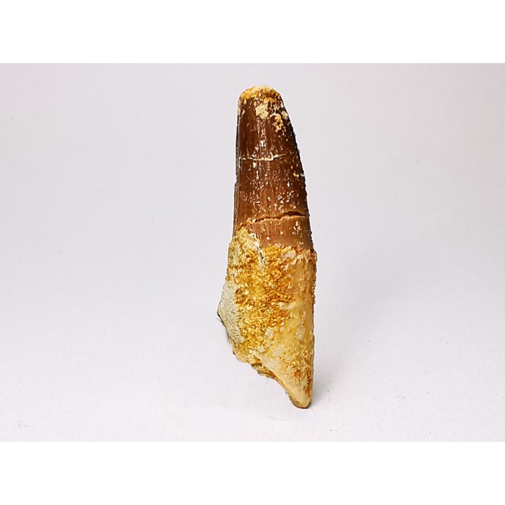 dinosaur TOOTH - SPINOSAURUS AEGYPTIACUS