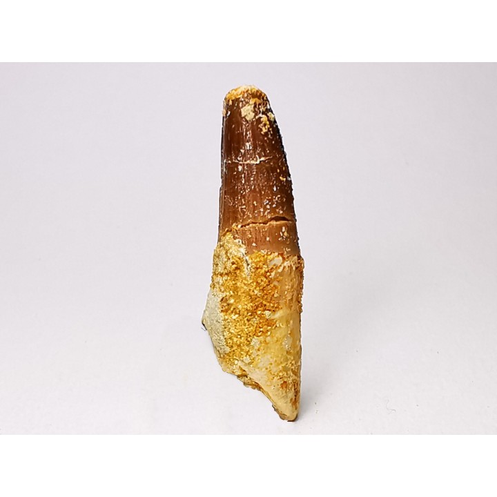 dent de dinosaure SPINOSAURUS AEGYPTIACUS