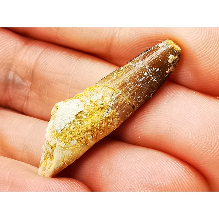 dinosaur TOOTH - SPINOSAURUS AEGYPTIACUS