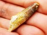 dinosaur TOOTH - SPINOSAURUS AEGYPTIACUS