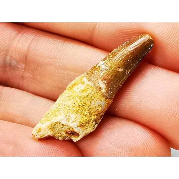 dent de dinosaure SPINOSAURUS AEGYPTIACUS