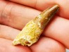 dinosaur TOOTH - SPINOSAURUS AEGYPTIACUS