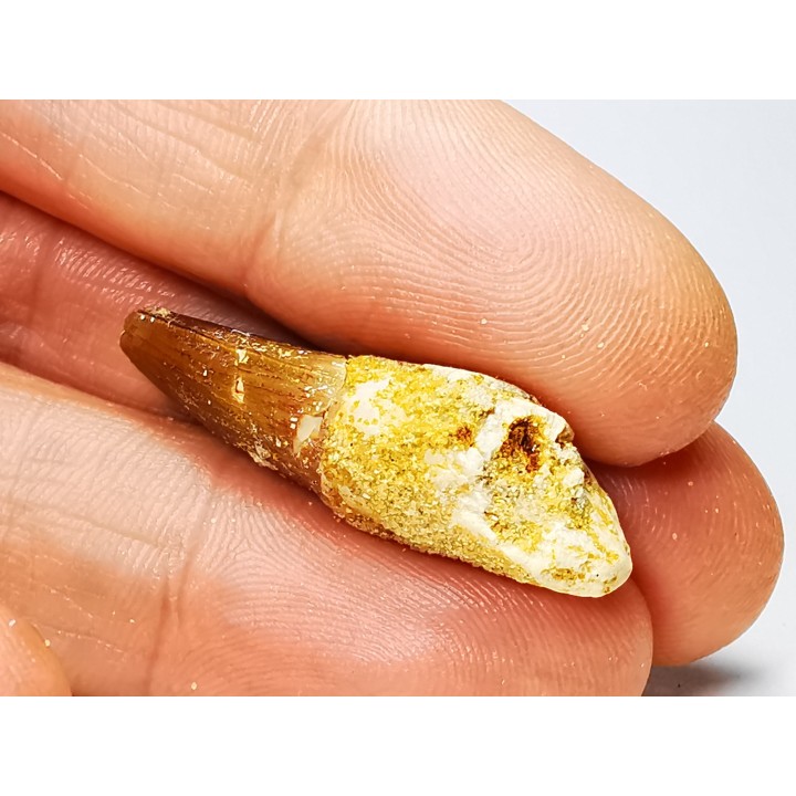 dinosaur TOOTH - SPINOSAURUS AEGYPTIACUS