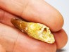 dinosaur TOOTH - SPINOSAURUS AEGYPTIACUS