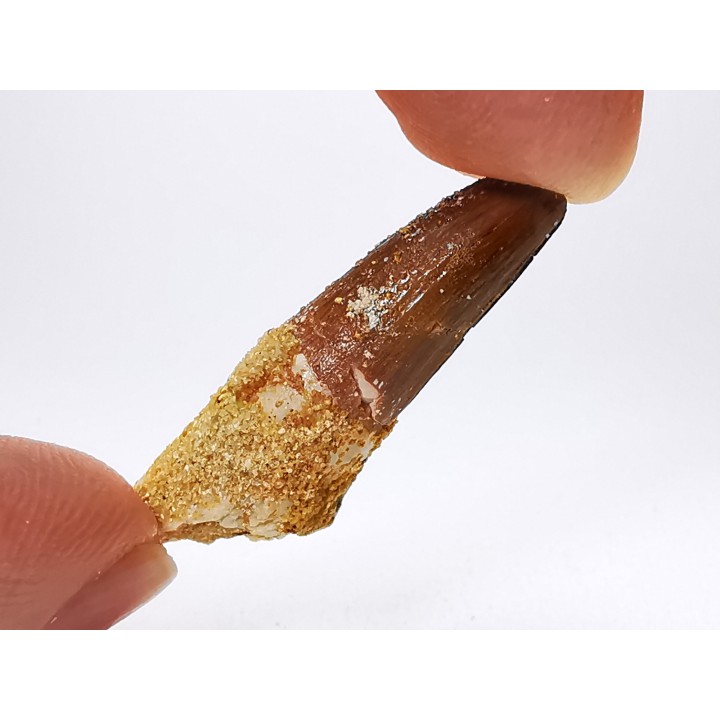 dinosaur TOOTH - SPINOSAURUS AEGYPTIACUS