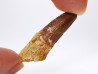 dinosaur TOOTH - SPINOSAURUS AEGYPTIACUS