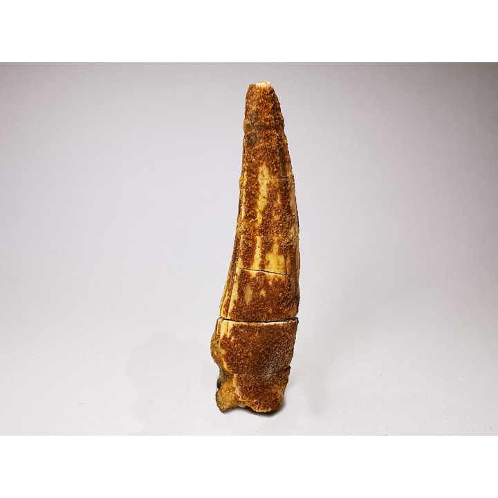 dinosaur TOOTH - SPINOSAURUS AEGYPTIACUS