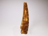 dinosaur TOOTH - SPINOSAURUS AEGYPTIACUS