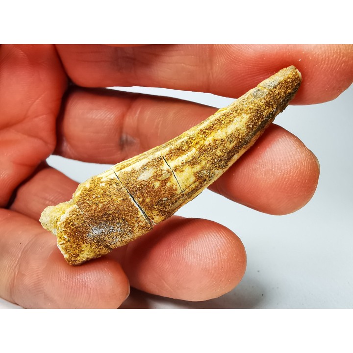 dinosaur TOOTH - SPINOSAURUS AEGYPTIACUS