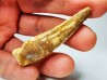 dinosaur TOOTH - SPINOSAURUS AEGYPTIACUS