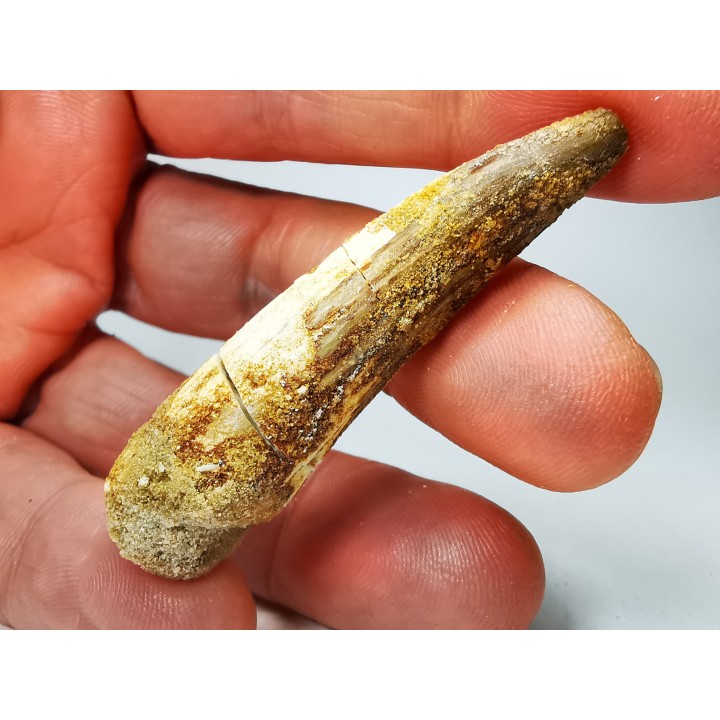 dinosaur TOOTH - SPINOSAURUS AEGYPTIACUS