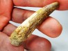 dinosaur TOOTH - SPINOSAURUS AEGYPTIACUS