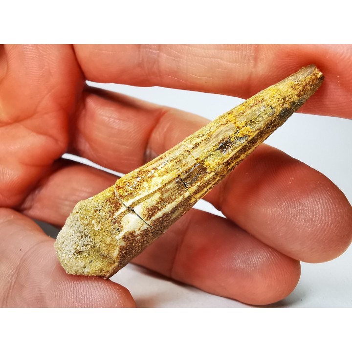 dinosaur TOOTH - SPINOSAURUS AEGYPTIACUS