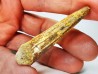 dent de dinosaure SPINOSAURUS AEGYPTIACUS