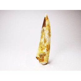 dinosaur TOOTH - SPINOSAURUS AEGYPTIACUS