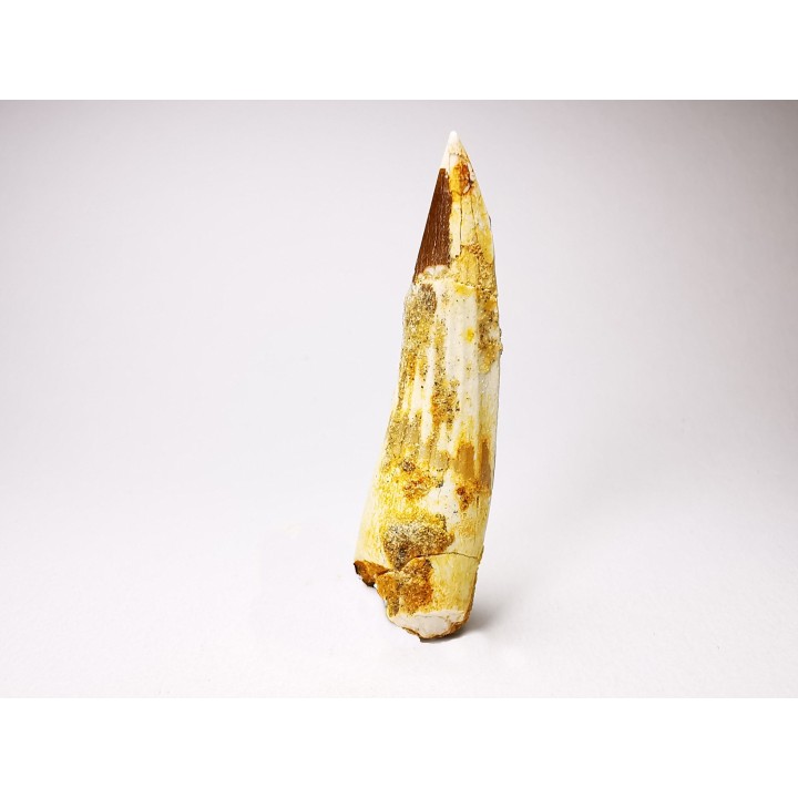 dinosaur TOOTH - SPINOSAURUS AEGYPTIACUS