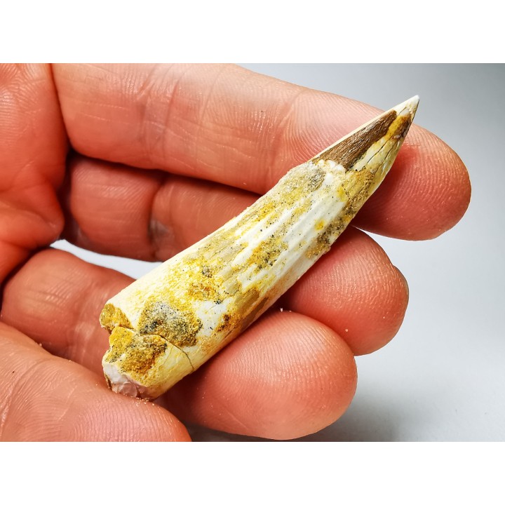dinosaur TOOTH - SPINOSAURUS AEGYPTIACUS