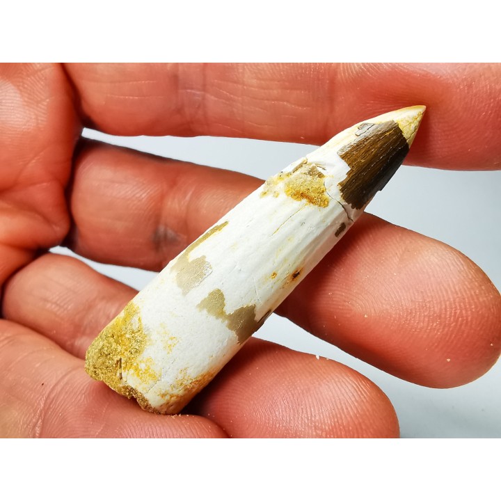dinosaur TOOTH - SPINOSAURUS AEGYPTIACUS