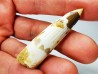dinosaur TOOTH - SPINOSAURUS AEGYPTIACUS