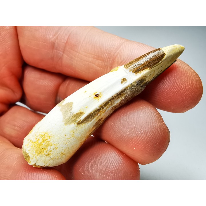dent de dinosaure SPINOSAURUS AEGYPTIACUS
