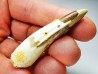 dinosaur TOOTH - SPINOSAURUS AEGYPTIACUS