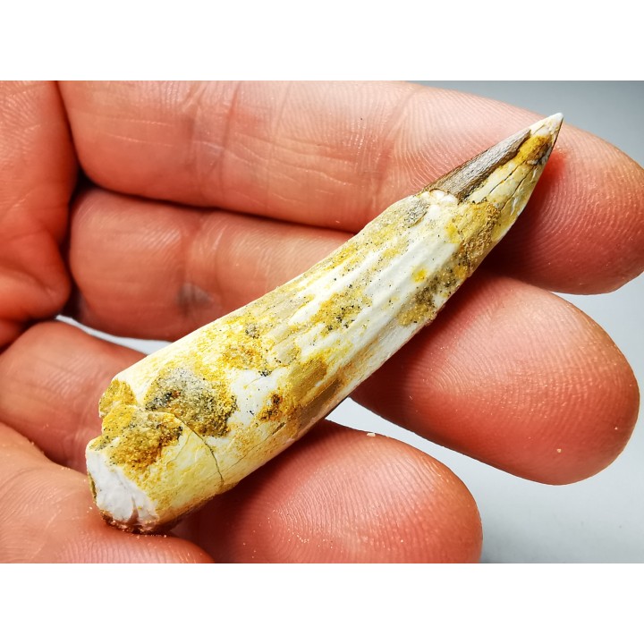 dinosaur TOOTH - SPINOSAURUS AEGYPTIACUS