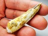 dent de dinosaure SPINOSAURUS AEGYPTIACUS