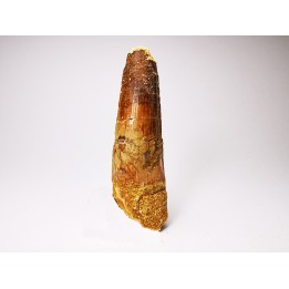 dinosaur TOOTH - SPINOSAURUS AEGYPTIACUS
