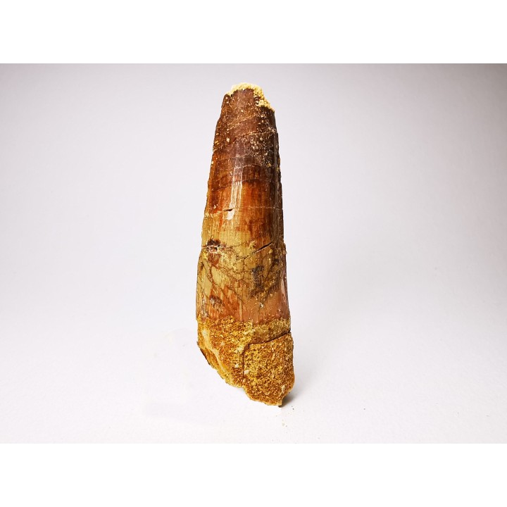 dinosaur TOOTH - SPINOSAURUS AEGYPTIACUS
