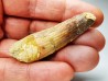 dinosaur TOOTH - SPINOSAURUS AEGYPTIACUS