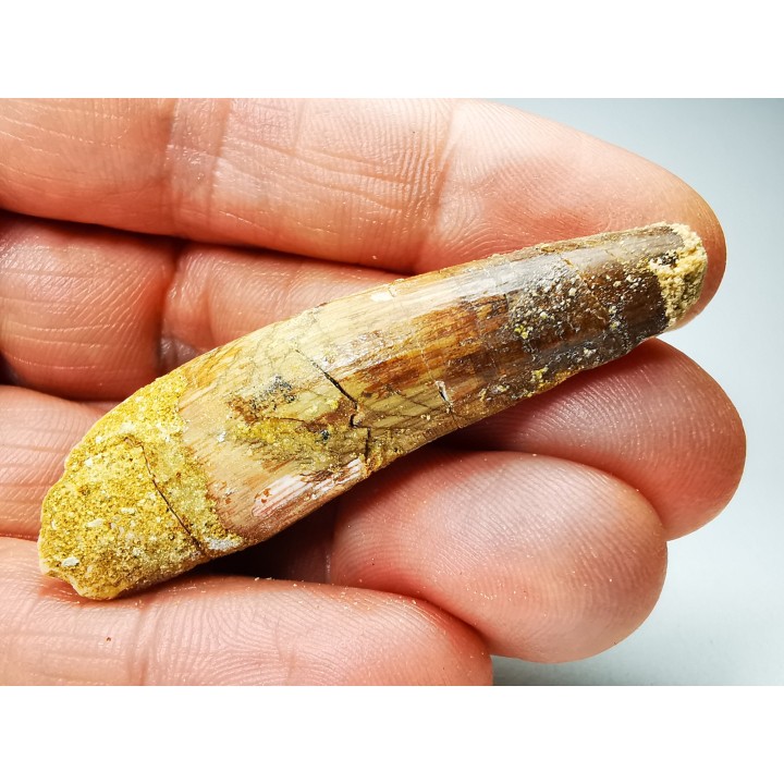 dent de dinosaure SPINOSAURUS AEGYPTIACUS